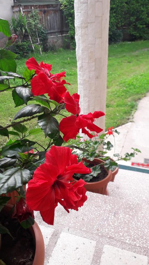 Pensiunea Shalom Sîncraiu Zewnętrze zdjęcie